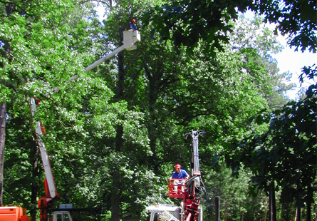 Finding a qualified tree care service is hardThese tips can help - The  Seattle Times